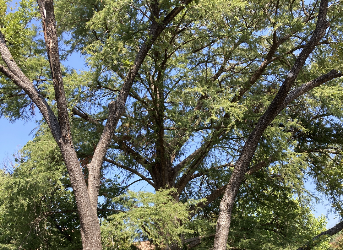 A picture of bald cypress